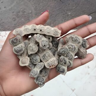 Graines de Nep-Nep 110g